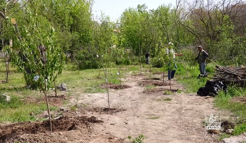 Շուրջ 400 նոր ծառ՝ «Հաղթանակ» զբոսայգում. Երևանի կանաչապատման աշխատանքները շարունակվում են