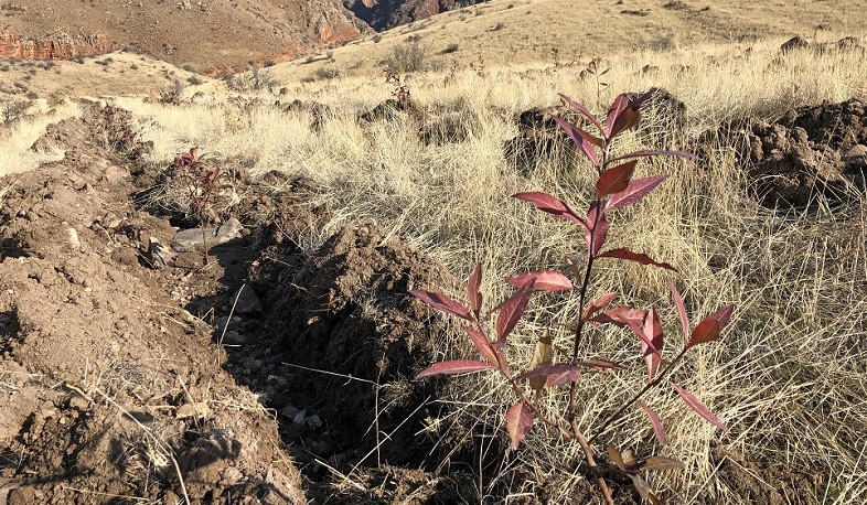 Գարնանային ծառատունկի նախապատրաստական աշխատանքներն ընթացքում են. ՇՄՆ