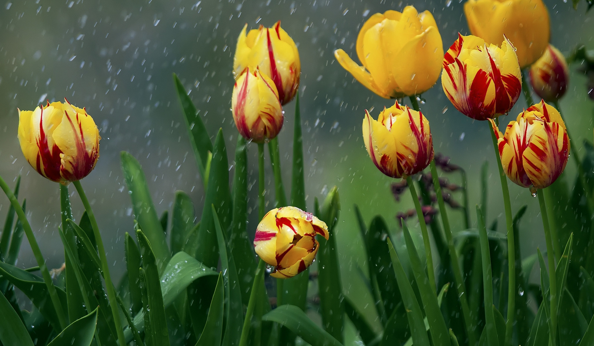 Հանրապետության առանձին շրջաններում ժամանակ առ ժամանակ սպասվում է անձրև և ամպրոպ