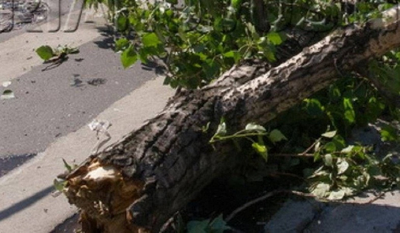 Երևանում հաստաբուն ծառն ընկել է գազատար խողովակի վրա և վնասել այն