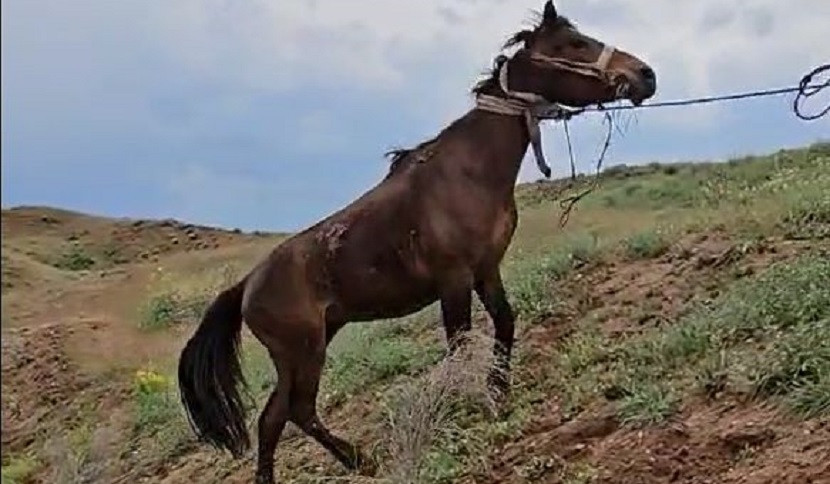 Հացավանի դաշտերում քաղաքացին ձիով ընկել է մացառուտը. օգնության են հասել փրկարարները