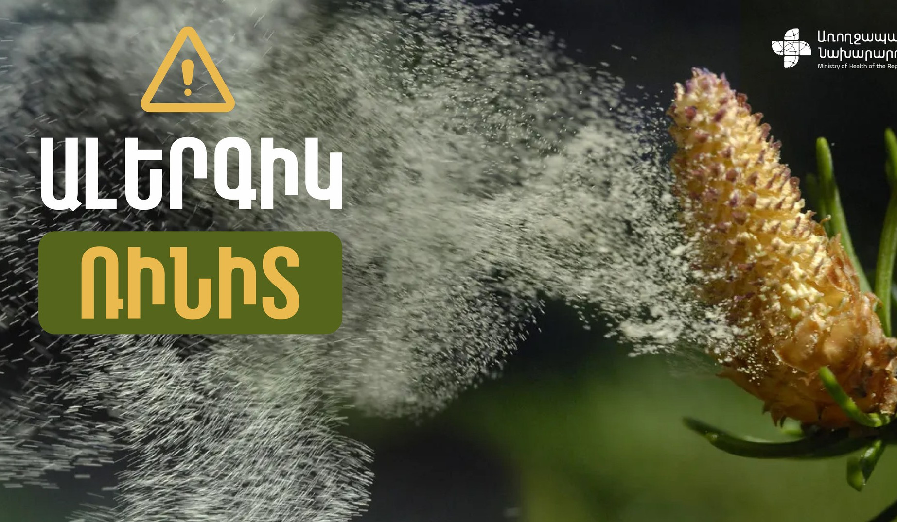 Սոճիների ծաղկման շրջանում առատ բուսականությամբ հանգստյան գոտիներ այցելելը կարող է ալերգիկ ռինիտի կամ բրոնխիալ ասթմայի սրացման պատճառ դառնալ