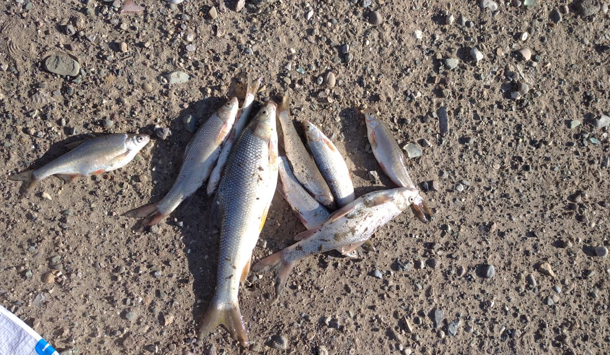 Արարատի մարզում արձանագվել է ապօրինի ձկնորսության դեպք