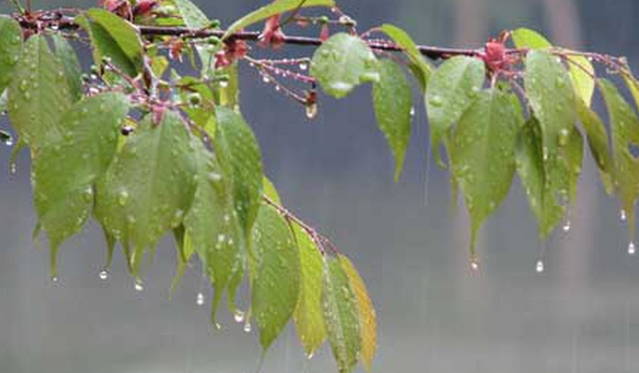 Սևծովյան ակտիվ ցիկլոնի ներթափանցմամբ պայմանավորված՝ տեղումները հանրապետությունում կշարունակվեն