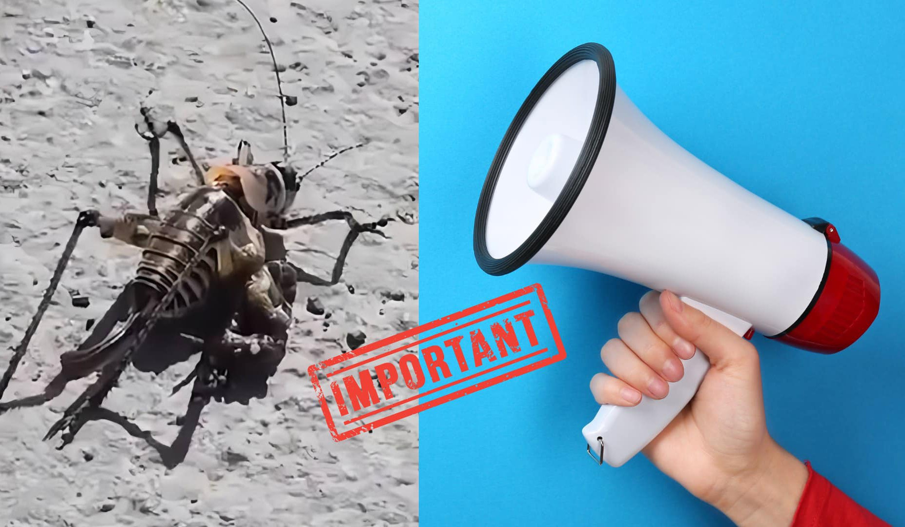 Գեղարքունիքի մարզում նախատեսվում են ծղրիդների դեմ համալիր պայքարի քիմիական միջոցառումներ. հայտարարություն