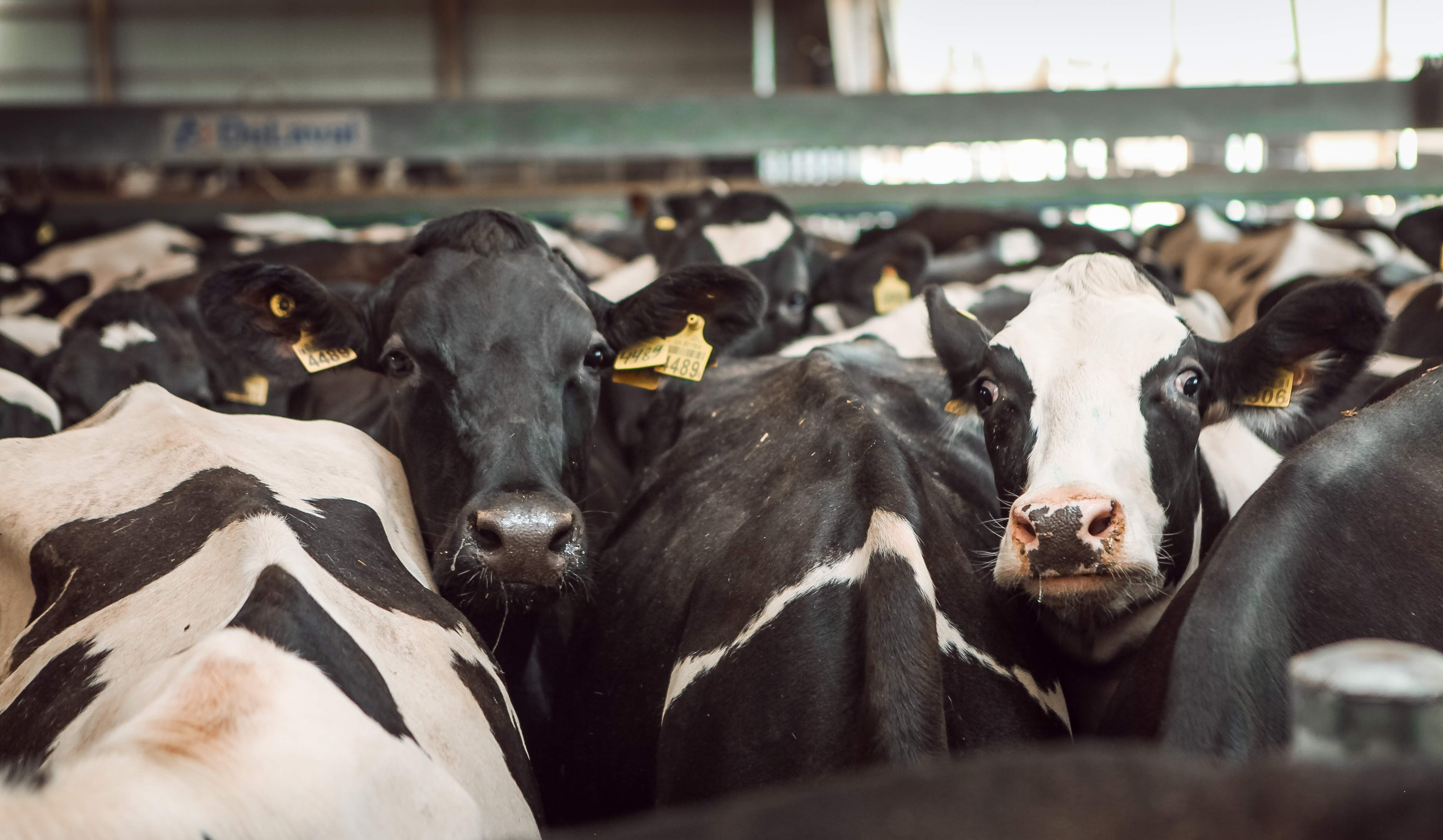 Կերկարաձգվի ՀՀ-ում անասնաբուծության ճյուղում իրականացվող ներդրումային ծրագրերին աջակցության տրամադրման փորձնական ծրագրի իրականացման ժամկետը