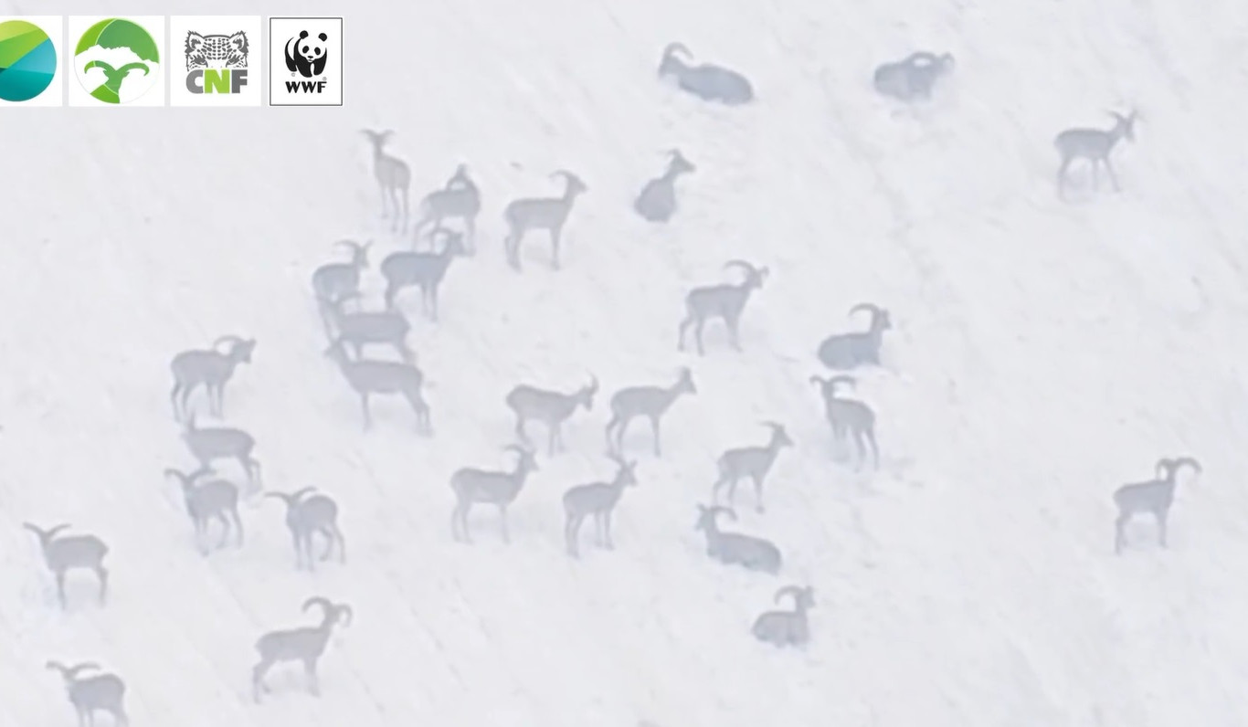 Հայկական մուֆլոնները՝ Զանգեզուրի լեռներում