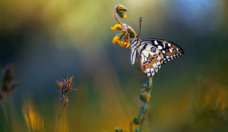 Ջերմաստիճանն առաջիկա օրերին կբարձրանա, առանձին շրջաններում սպասվում են տեղումներ