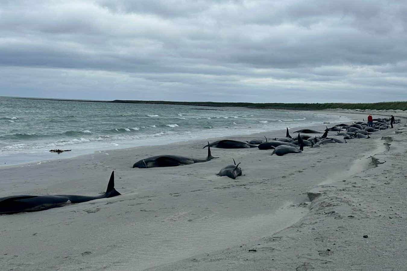At least 65 pilot whales die in Scottish mass stranding