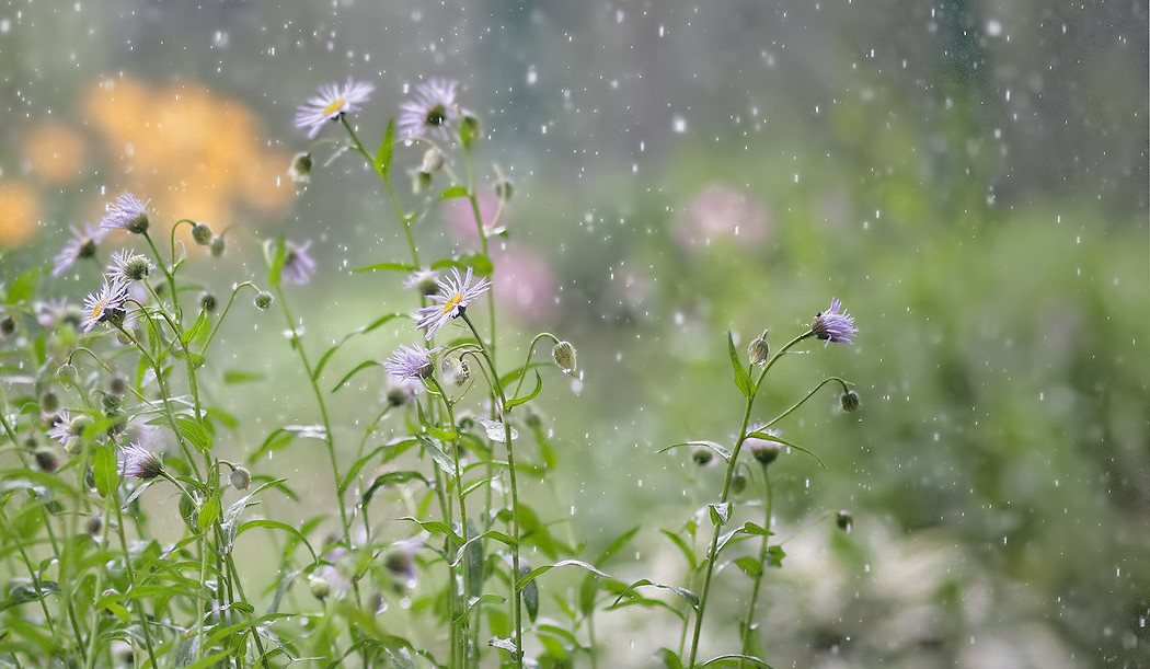 Հանրապետության առանձին շրջաններում սպասվում է կարճատև անձրև և ամպրոպ