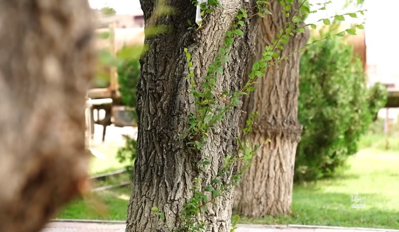 Երևանում քարտեզագրվել է ավելի քան 50 հազար ծառ, ստեղծվել տեղեկատվական շտեմարան