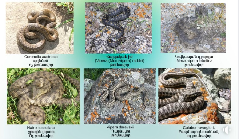 Ամեն տարի հուլիսի 16-ին նշվում է Օձերի համաշխարհային օրը