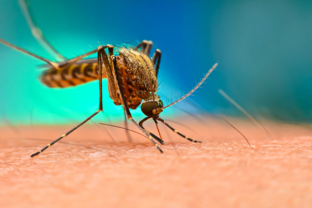 Death from West Nile fever registered in Armenia