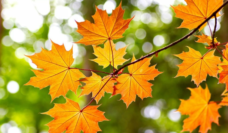 Օդի ջերմաստիճանը սեպտեմբերի 29-ի ցերեկը,  30-ին կնվազի 2-3 աստիճանով