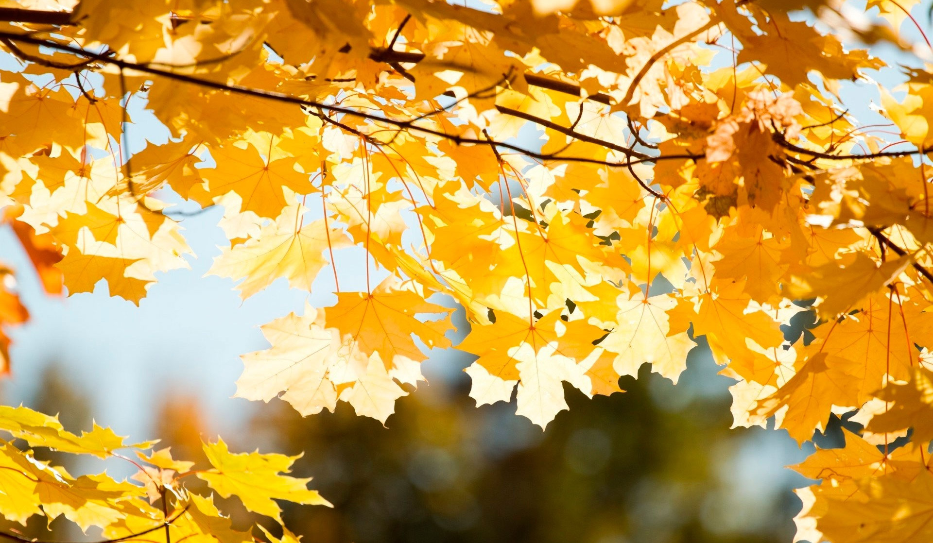 Օդի ջերմաստիճանը հոկտեմբերի 22-24-ը կբարձրանա 2-5 աստիճանով