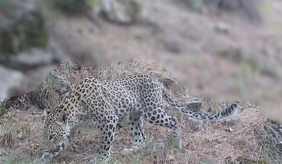 «Զանգեզուր» կենսոլորտային համալիր» ՊՈԱԿ-ի տարածքում կրկին արձանագրվել է Հայաստանի միակ էգ ընձառյուծը