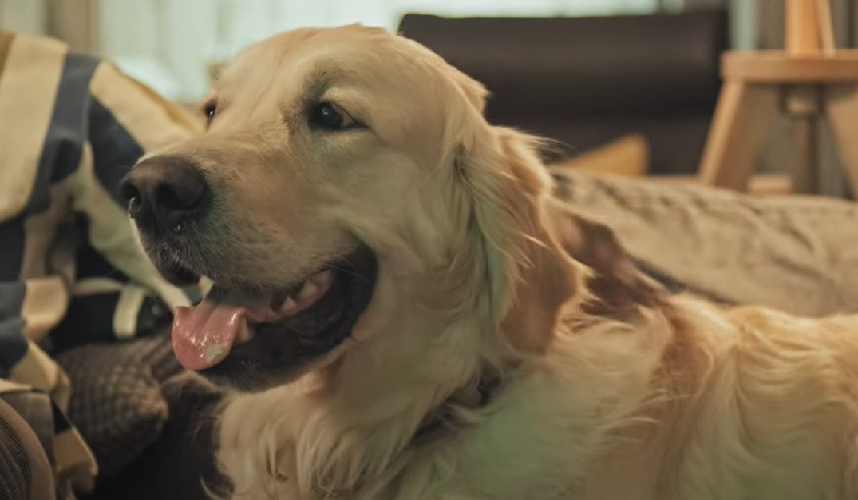 Կենդանիների նկատմամբ դաժան վերաբերմունքը քրեորեն պատժելի է. հանցատեսակը՝ ոստիկանության ուշադրության կենտրոնում