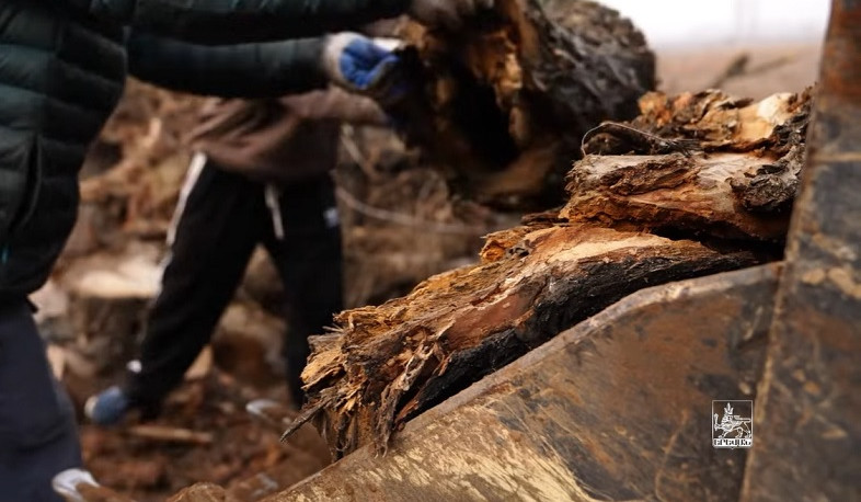 1500 կենսունակության ավարտին մոտ և տապալման ենթակա ծառ է հեռացվել մայրաքաղաքի փողոցներից