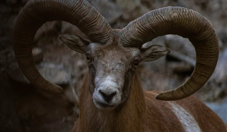 Դեկտեմբերի 31-ին, հունվարի 1-ին և 2-ին Երևանի կենդանաբանական այգին փակ է լինելու