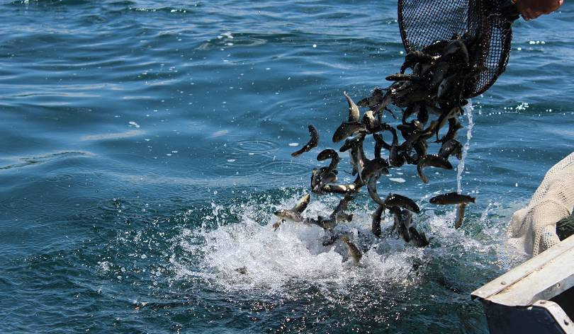 Սահմանվել են ընթացիկ տարում Սևանա լճում ձկան և խեցգետնի արդյունագործական որսի չափաքանակները և ժամկետները