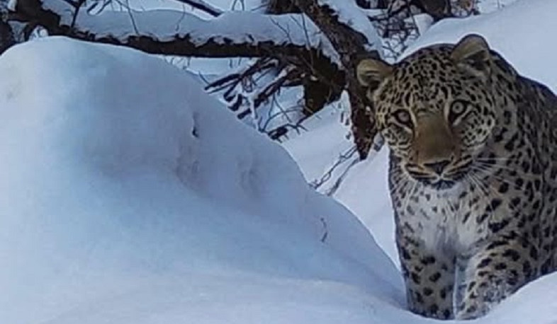 Նեո ընձառյուծը՝ ձնաշատ «Խոսրովի անտառ» պետական արգելոցում