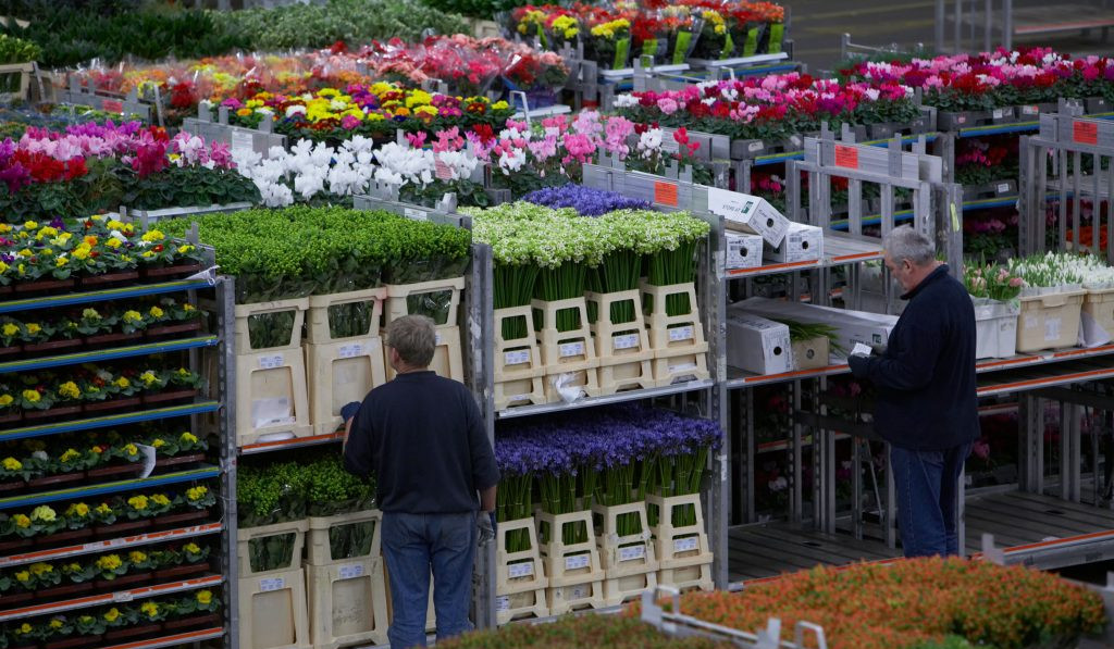 2023-ին արտահանվել է 40 մլն հատ ծաղիկ, 2024-ին՝ 55 մլն հատ. Պապոյանը՝ արտահանման ծավալների աճի մասին