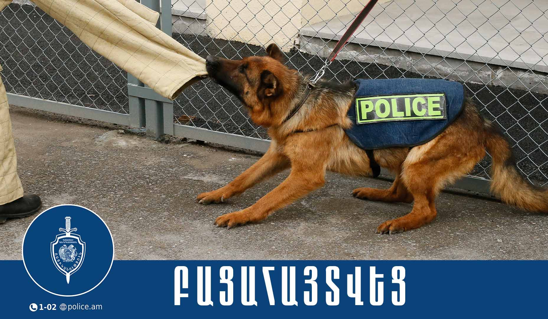 Կենդանիների նկատմամբ դաժան վերաբերմունք դրսևորած տղամարդիկ ներկայացվել են նախաքննական մարմին