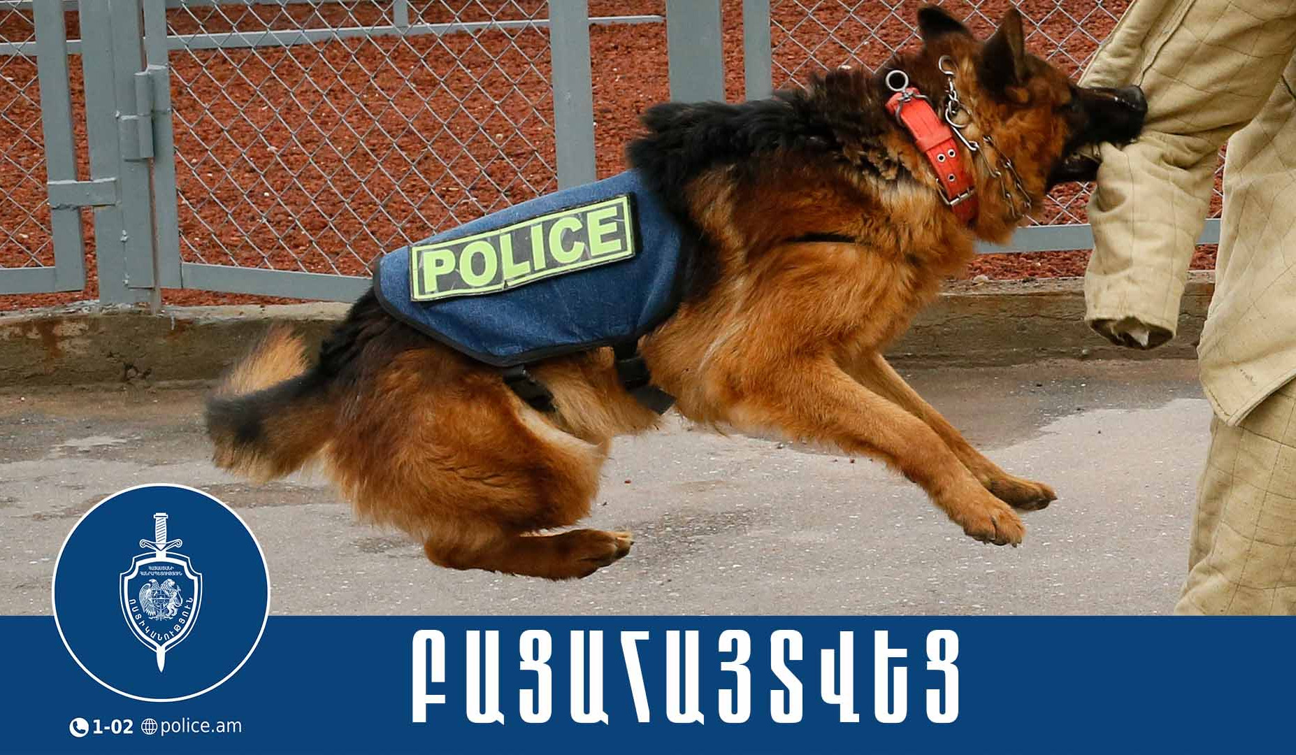 Շնակռիվ կազմակերպած տղամարդիկ ներկայացվել են նախաքննական մարմին