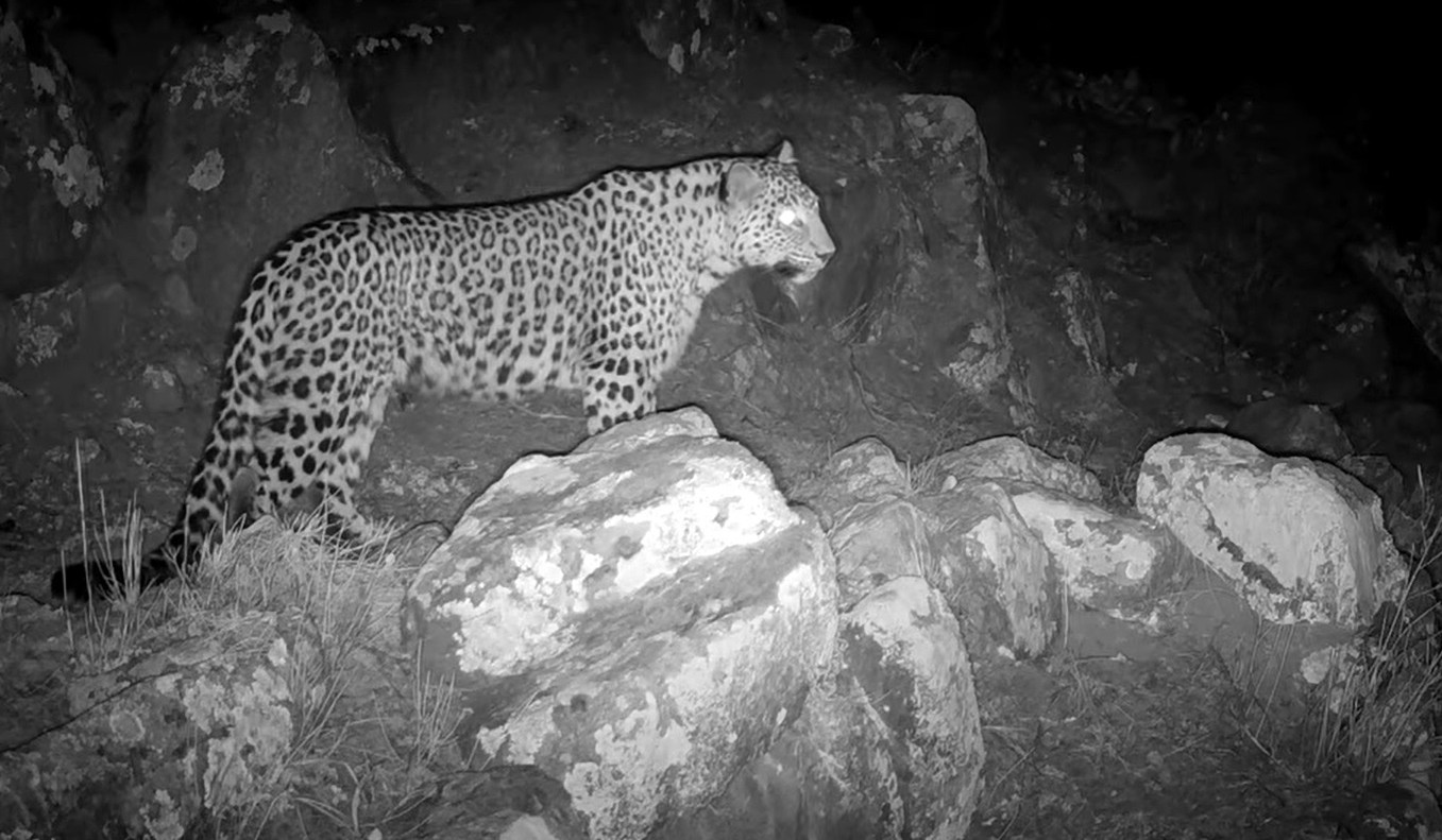 ՇՄՆ «Զանգեզուր» կենսոլորտային համալիրի հատուկ պահպանվող տարածքում առաջին անգամ հաջողվել է ֆիքսել մայր ընձառյուծին և ձագին