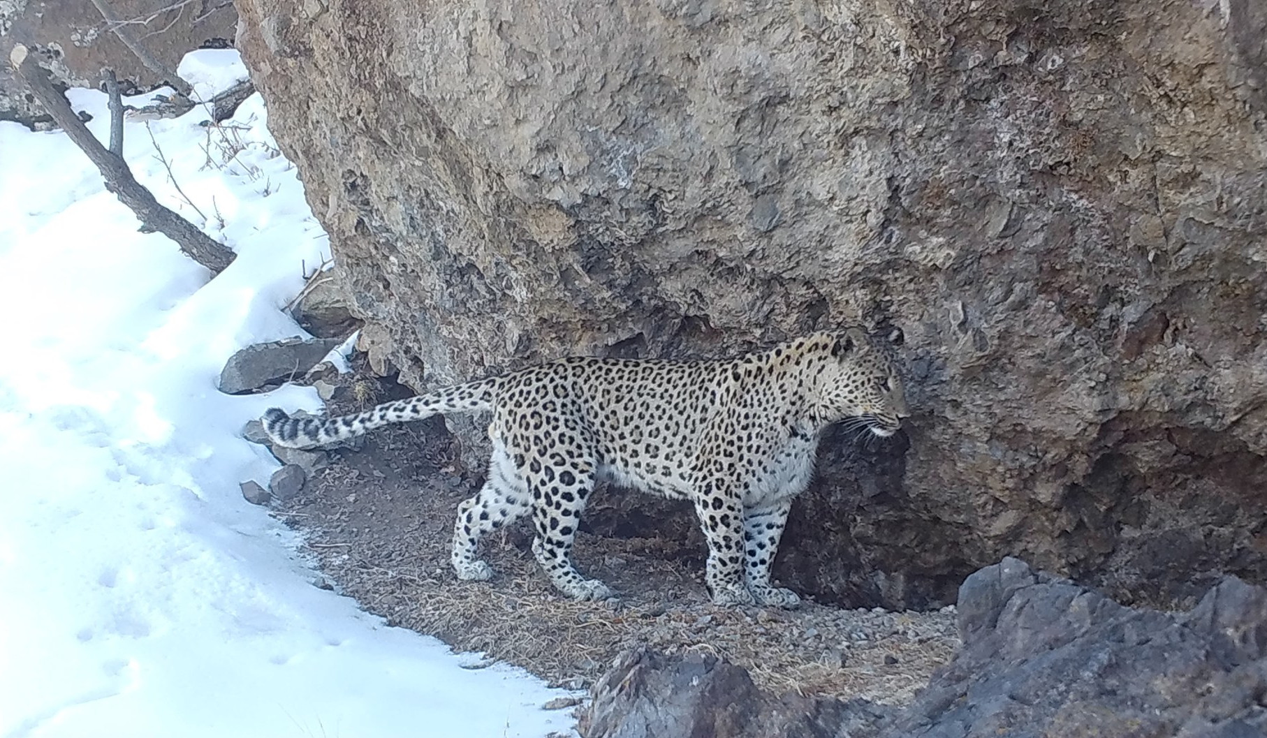 «Խոսրովի անտառ» պետական արգելոցի տարածքում կրկին արձանագրվել է Նեո ընձառյուծը