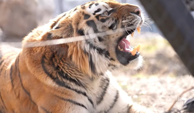 Երևանի կենդանաբանական այգին պատրաստվում է ամռանը