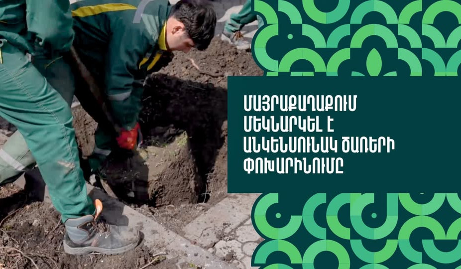 Մայրաքաղաքում մեկնարկել է անկենսունակ ծառերի փոխարինումը
