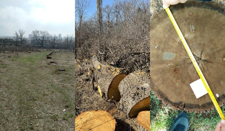 ԲԸՏՄ-ն Բուսաբանական այգում ծառահատումների վերաբերյալ վարույթի նյութերով հաղորդում է ներկայացրել ՔԿ. վնասը գերազանցել է 16․5 մլն դրամը