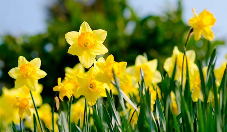 Օդի ջերմաստիճանը մարտի 27-29-ը կբարձրանա 3-5 աստիճանով