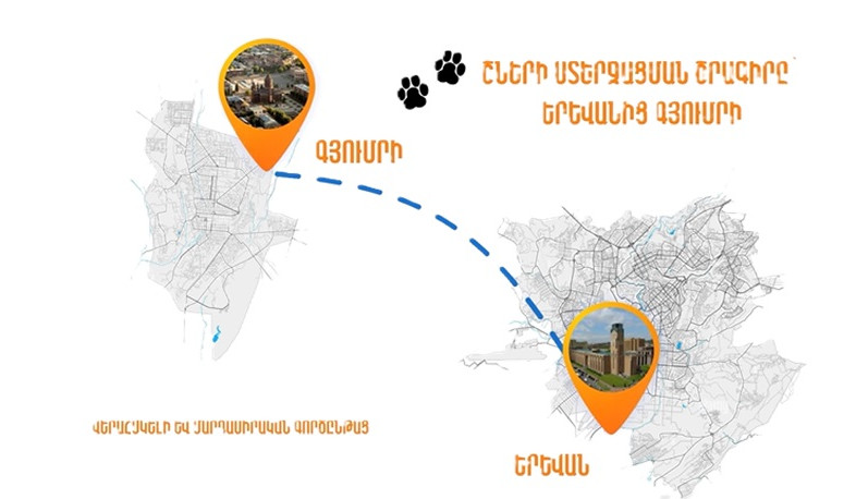 Գյումրիում իրականացվել են թափառող շների ստերջացման աշխատանքներ