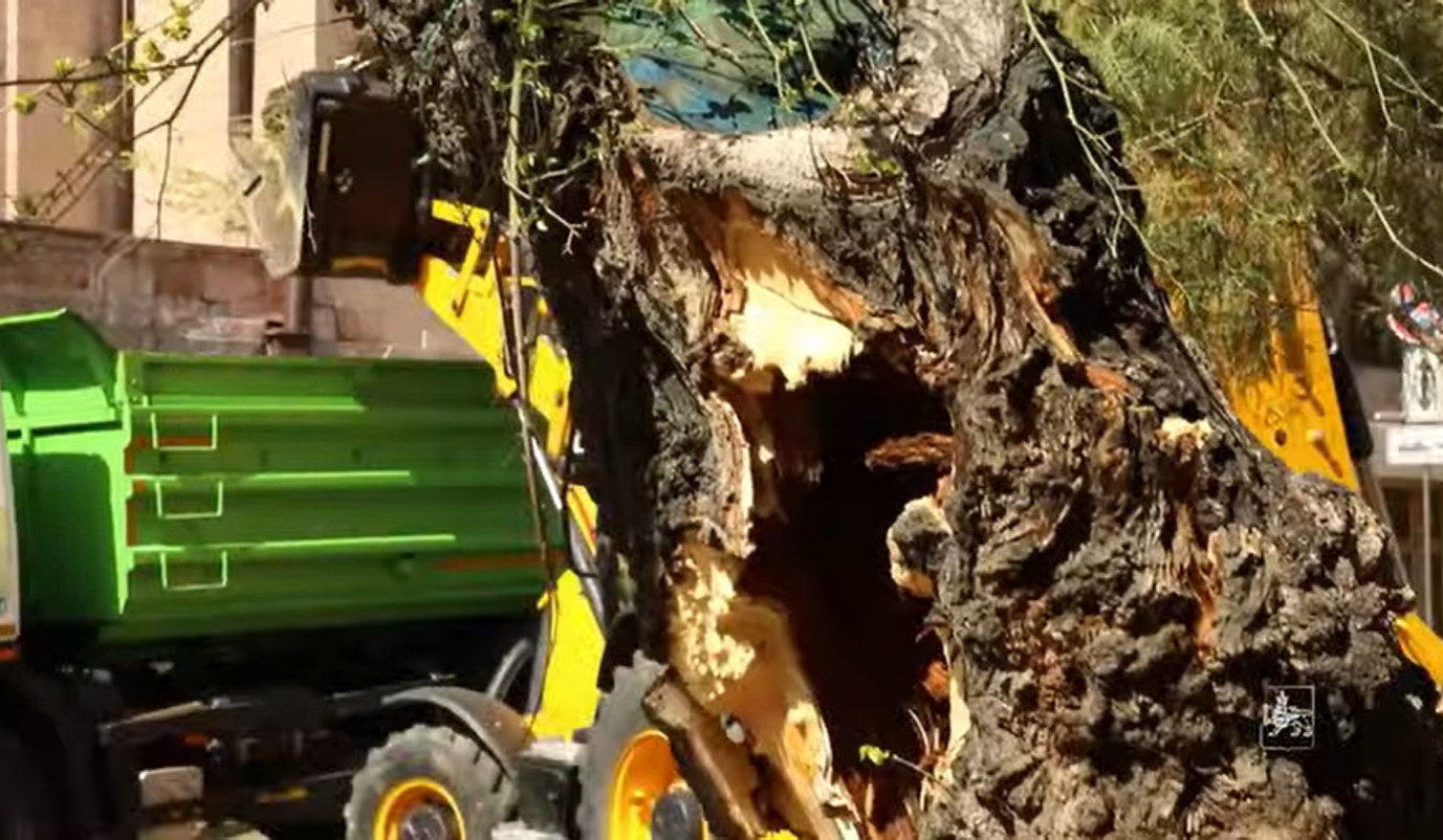 Մելիք-Ադամյան փողոցում կենսունակության ավարտին մոտ մանրատերև ծառերը փոխարինվում են հասուն կատալպաներով