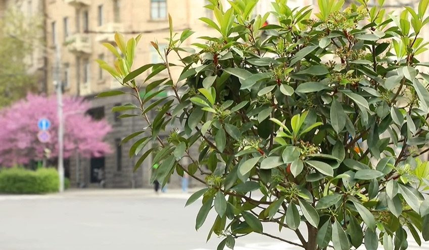 Մաշտոցի պողոտային նոր շունչ կհաղորդեն 95 ֆոտինիաները