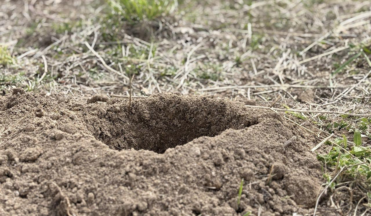 Շիրակի մարզի Անի և Ախուրյան համայնքներում նախատեսված է իրականացնել ծառատունկ