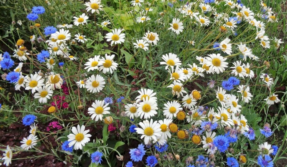 Օդի ջերմաստիճանը մայիսի 9-11-ը կբարձրանա 3-4, մայիսի 12-13-ը կնվազի 4-6 աստիճանով