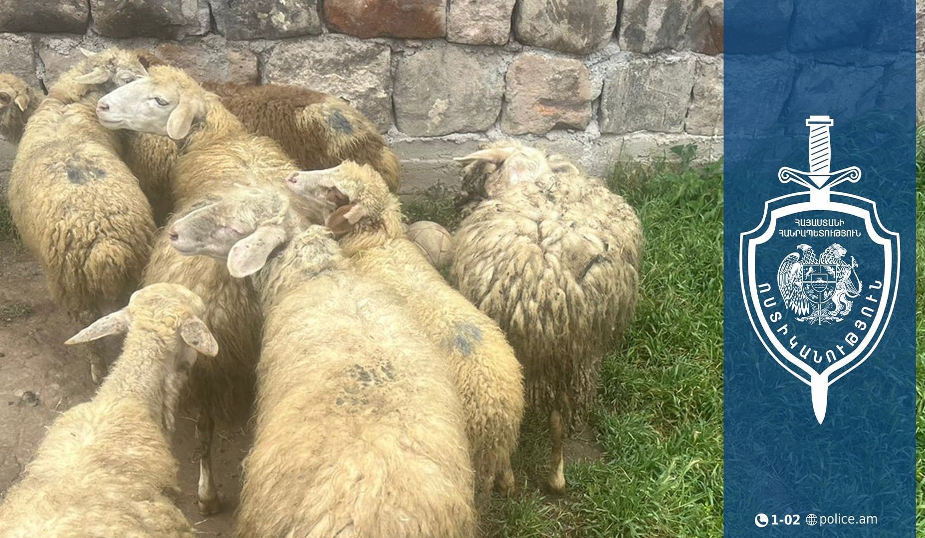 Մանր եղջերավոր անասունների գողություն Դրախտիկ գյուղում․ ոստիկանները հայտնաբերել են գողոնը