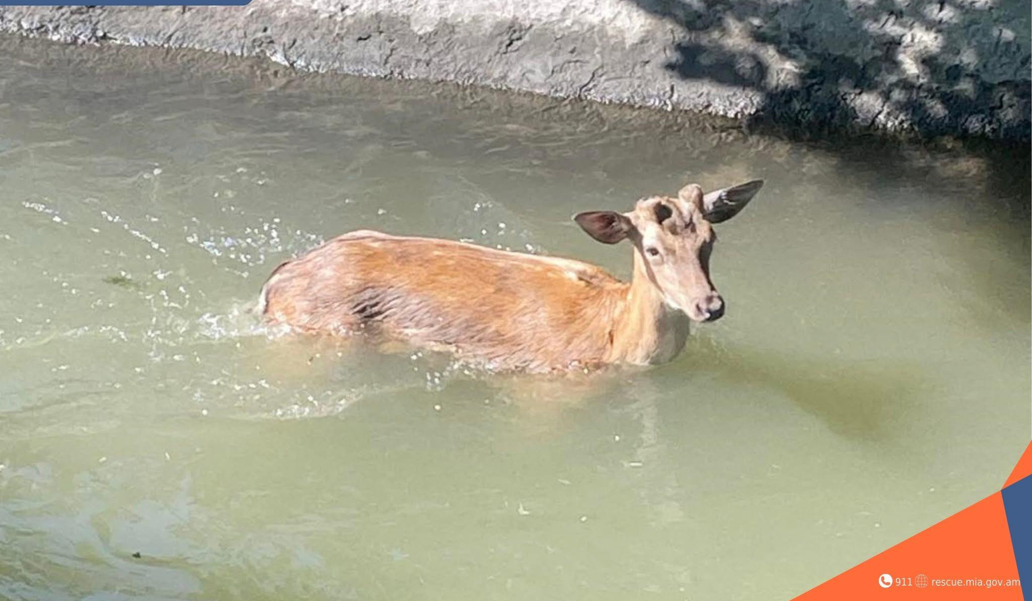 Փրկարարները եղնիկին դուրս են բերել ջրանցքից