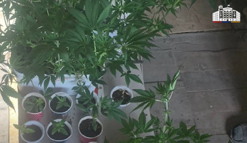 43-ամյա իջևանցու տանը հայտնաբերվել է թմրաբույսերի լաբորատորիա