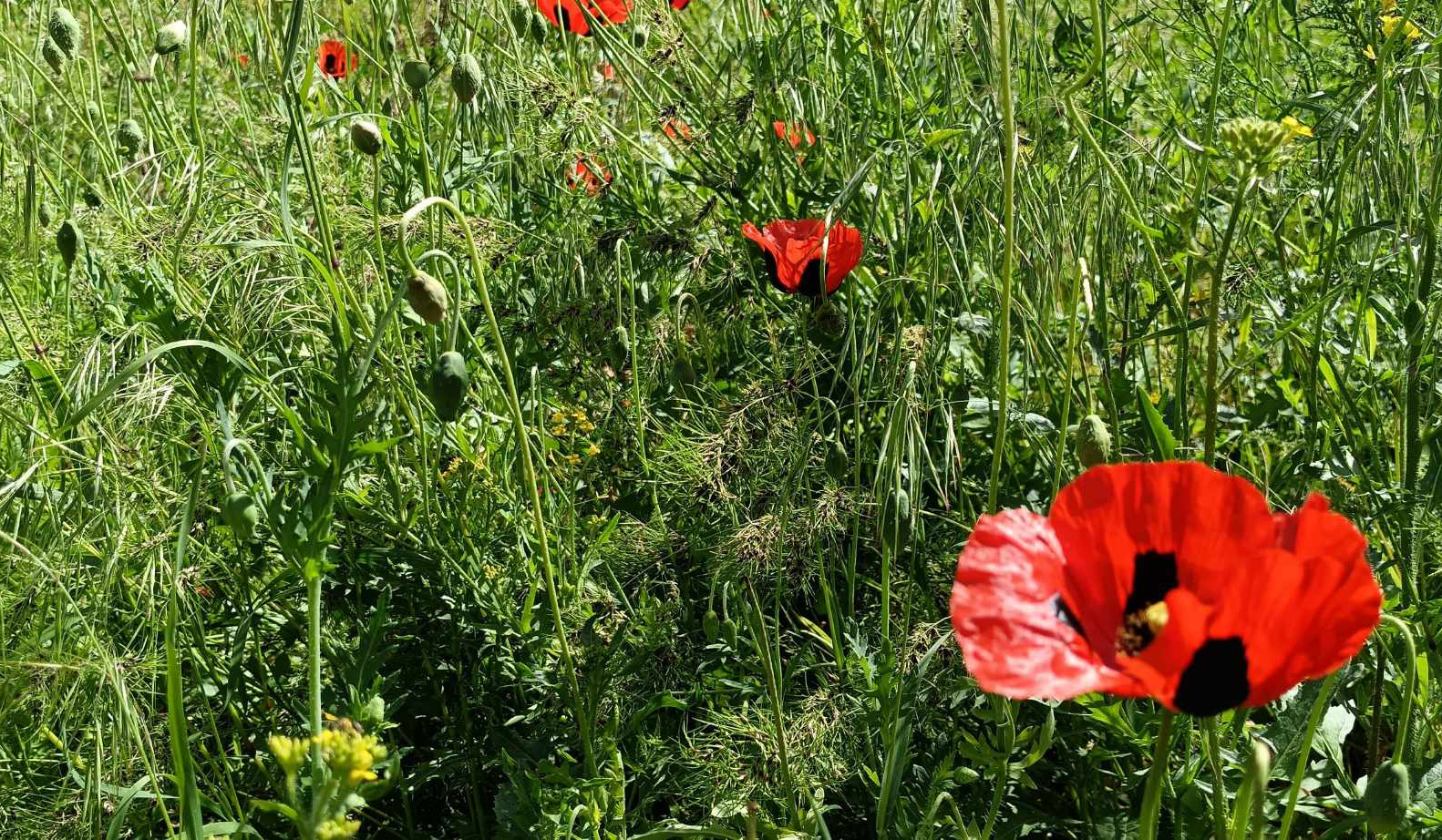 Օդի ջերմաստիճանը հունիսի 1-ի ցերեկը կբարձրանա 2-3 աստիճանով, հունիսի 3-4-ին կնվազի 3-5 աստիճանով