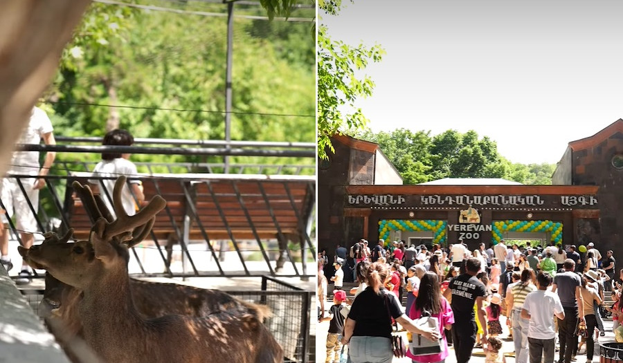 Հունիսի 1-ը՝ կենդանաբանական այգում. Երևանի քաղաքապետարանը տեսանյութ է հրապարակել