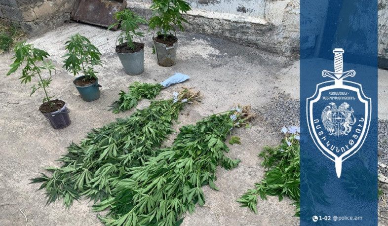 Զննությամբ հայտնաբերվել են կանեփի 160 թուփ և կանեփանման զանգվածով տարաներ