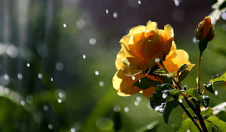 Առաջիկա օրերին ջերմաստիճանը կբարձրանա. առանձին շրջաններում սպասվում են կարճատև անձրև և ամպրոպ