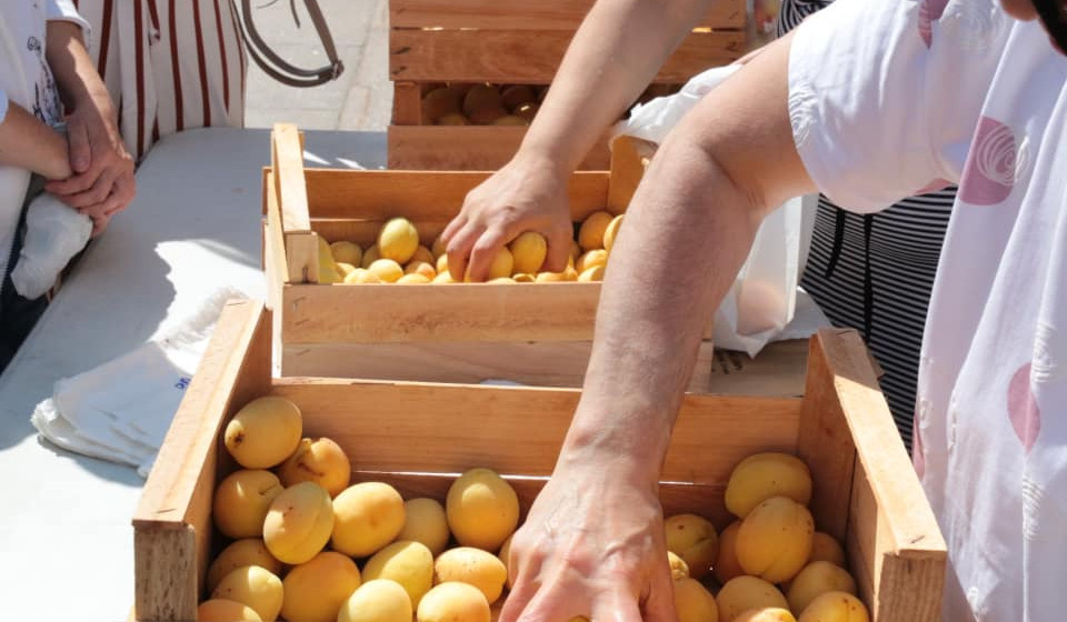 Միայն վերջին 3 օրում ծիրանով բեռնված 136 բեռնատար մտել է ՌԴ․ Գևորգ Պապոյան