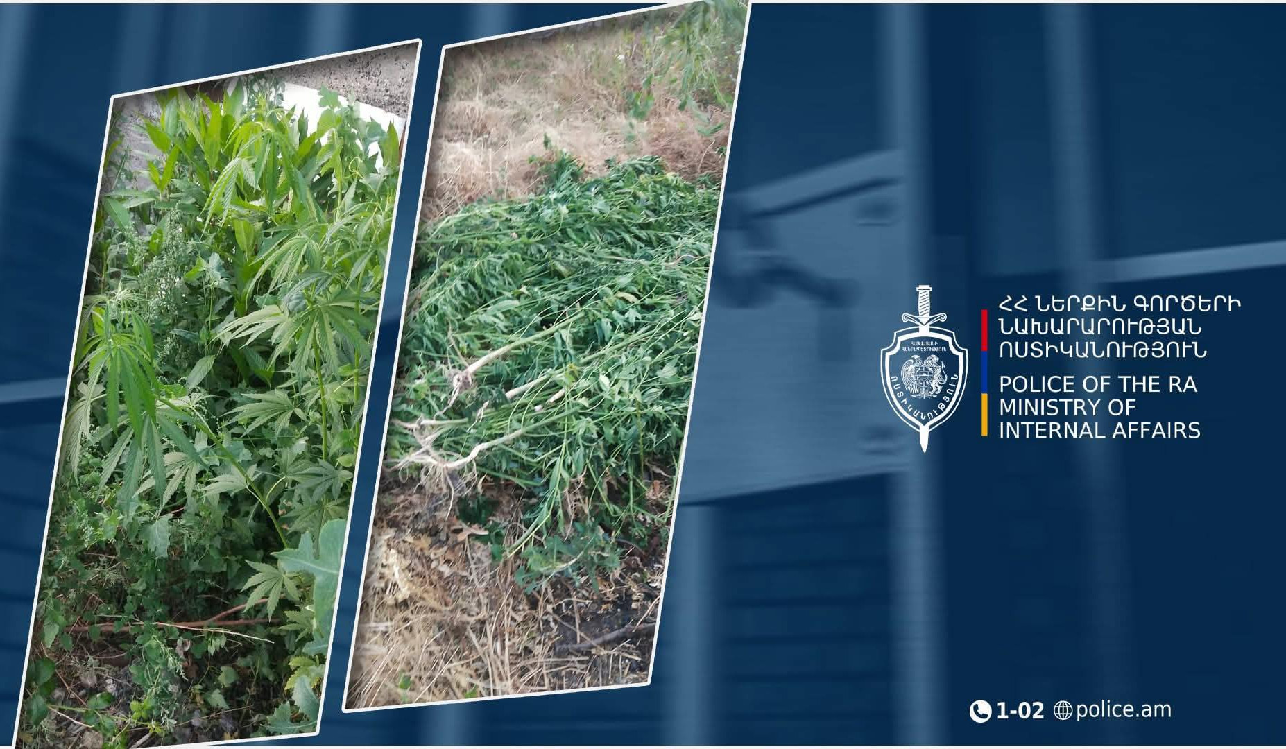 Նուբարաշենցու հողամասում կանեփի 210 բույս է հայտնաբերվել․ նա ձերբակալվել է