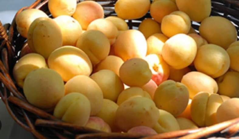 Միայն երեկ ՌԴ տարածք է մտել Հայաստանից արտահանված ծիրանով բեռնված 94 բեռնատար. Գևորգ Պապոյան