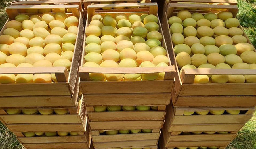 Ծիրանով բեռնված 863 բեռնատար հունիսին հատել է վրաց-ռուսական սահմանը և մտել է ՌԴ տարածք․ Գևորգ Պապոյան